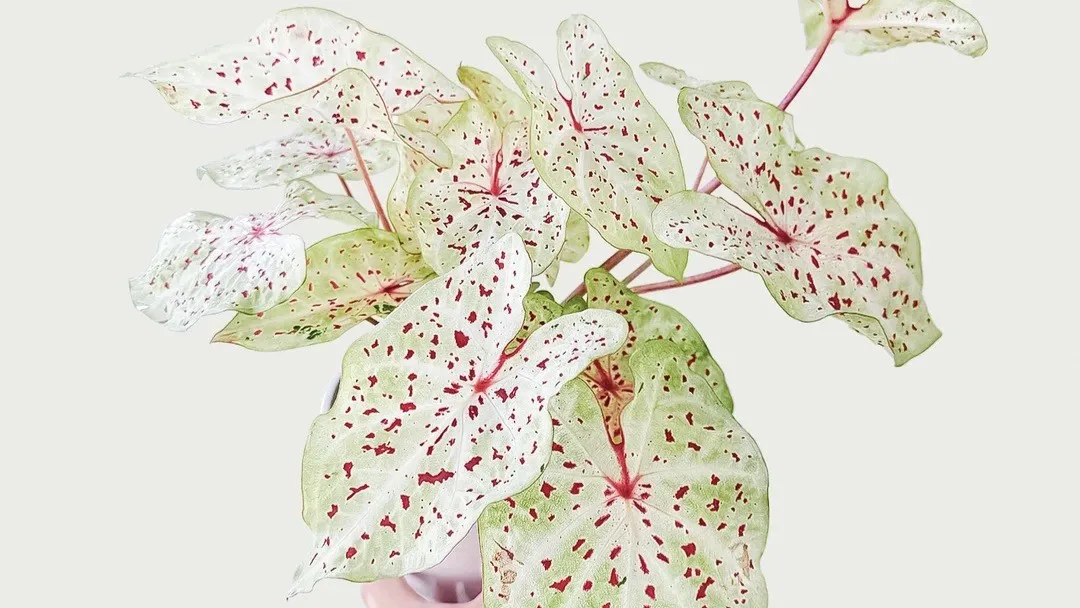 Miss Muffet Caladium Turning Green 3 Years of Growth & What I Learned