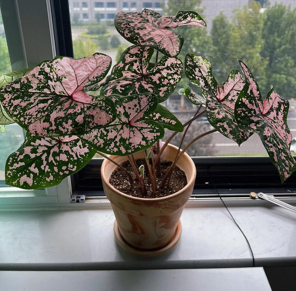 Pink Splash Caladium: Why It Grew So Fast and Turned Pinker Over Time 1 Pink Splash caladium growing indoors in a terracotta pot with large pink and green leaves near a window