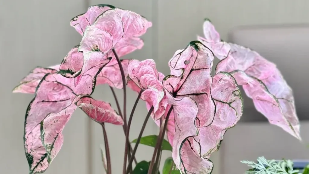Pink Splash Caladium Why It Grew So Fast and Turned Pinker Over Time