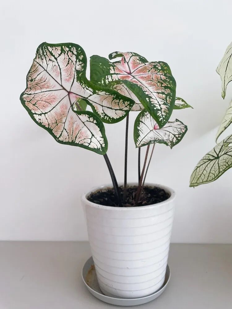 Pink Splash Caladium: Why It Grew So Fast and Turned Pinker Over Time 6 Pink Splash caladium at around three months with pink centers and dark green leaf margins
