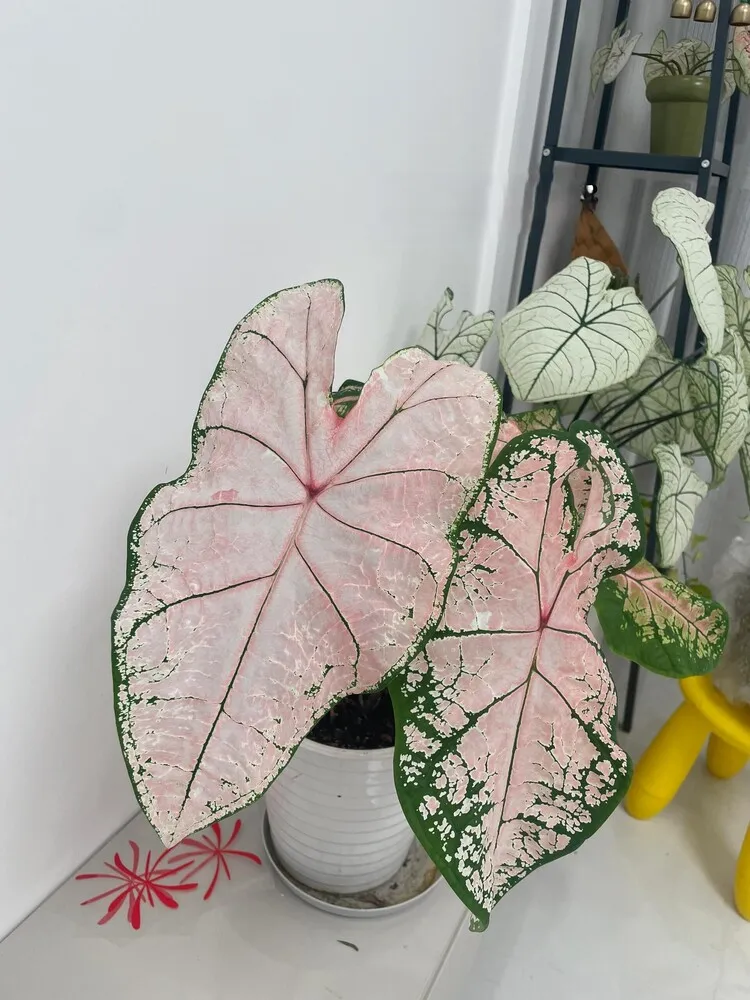 Pink Splash Caladium: Why It Grew So Fast and Turned Pinker Over Time 7 Pink Splash caladium at around six months with larger pale pink leaves and thinner green margins