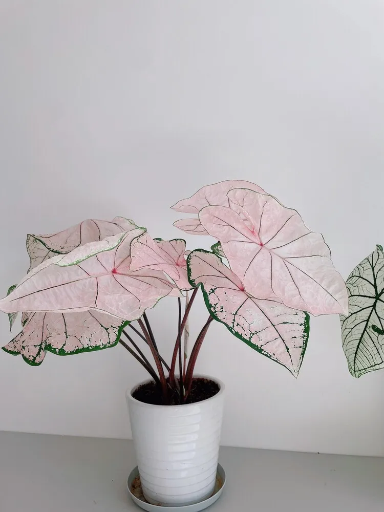 Pink Splash Caladium: Why It Grew So Fast and Turned Pinker Over Time 8 Pink Splash caladium at around nine months with mostly pale pink foliage and minimal green margins
