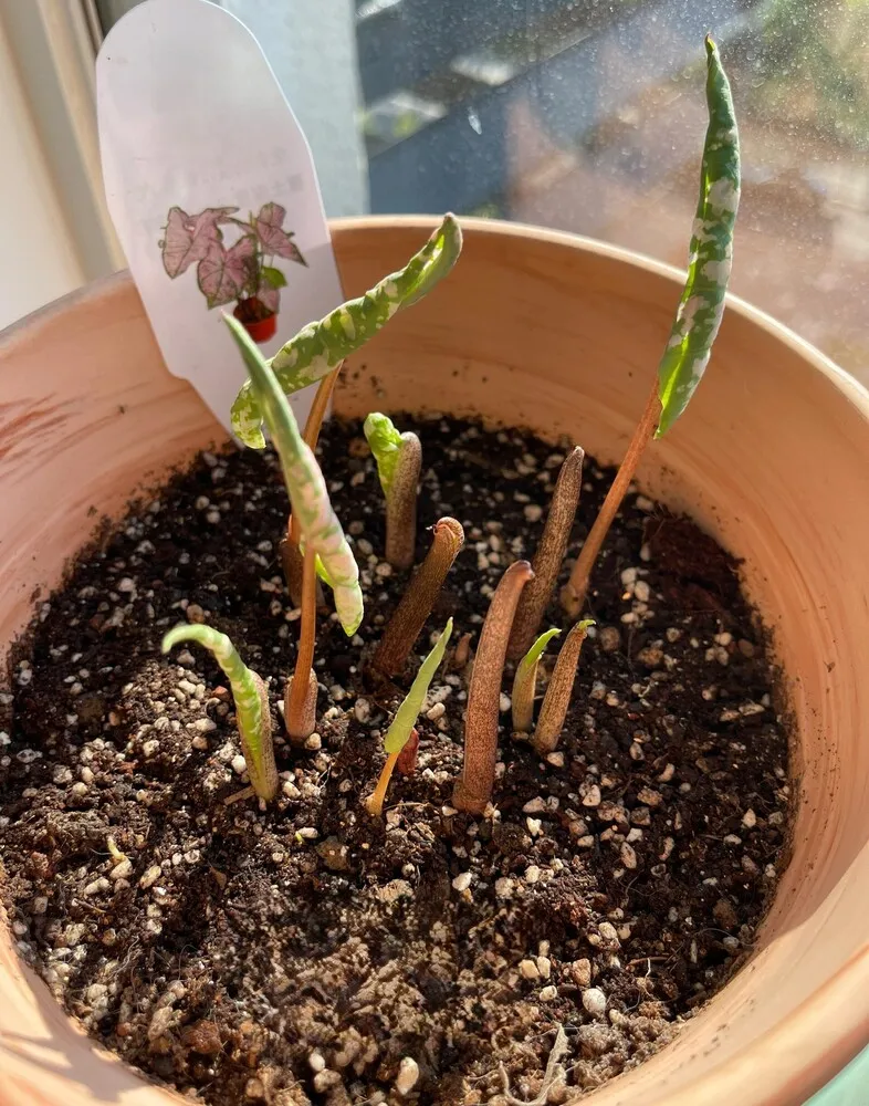 Pink Splash Caladium: Why It Grew So Fast and Turned Pinker Over Time 4 multiple Pink Splash caladium sprouts emerging from soil in a shallow breathable potting setup