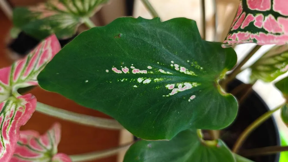 Pink Symphony caladium leaf showing first pink markings during expansion