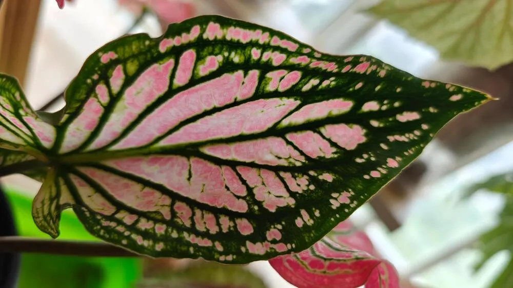 Pink Symphony caladium leaf showing pink pattern spreading across the green leaf surface