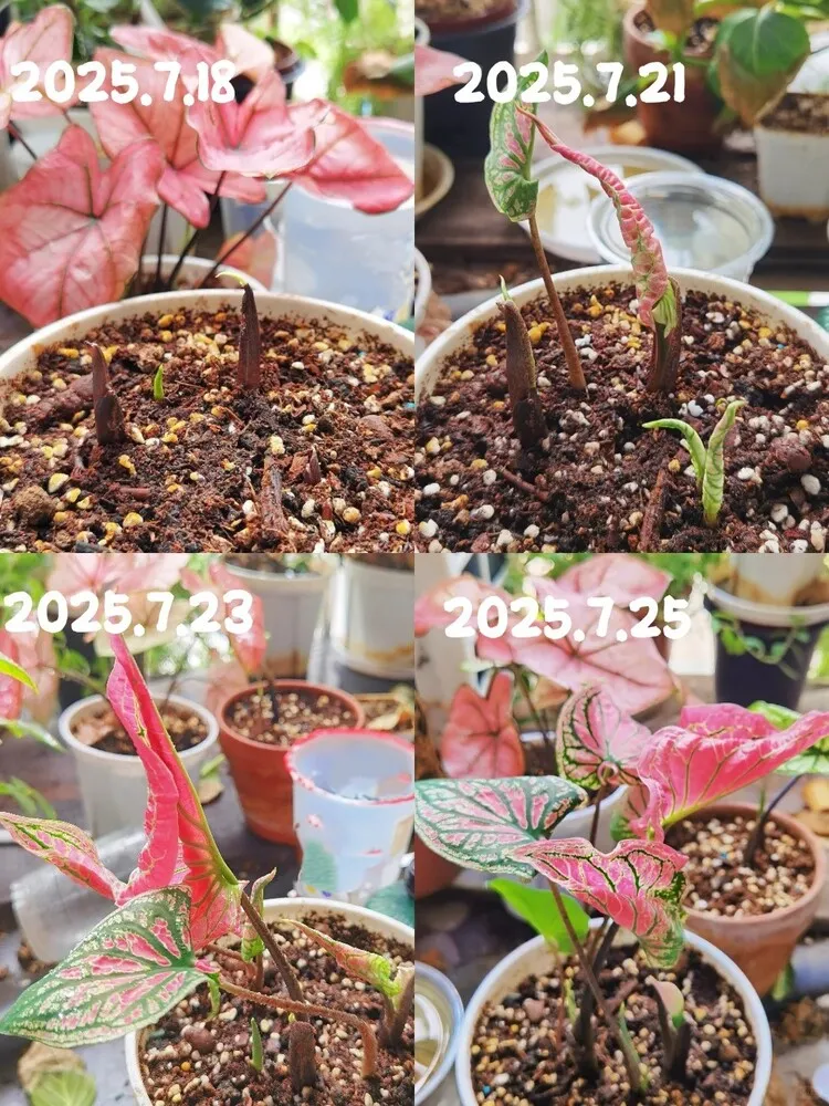 Pink Symphony caladium leaf development from July 18 to July 25 showing new leaf growing and turning pink