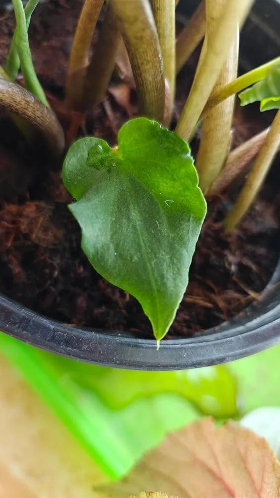 Pink Symphony caladium young leaf fully opened but still completely green