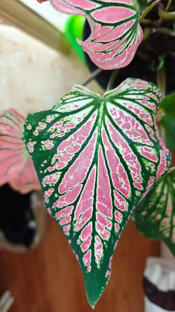 Pink Symphony caladium mature leaf with pink center and dark green veins