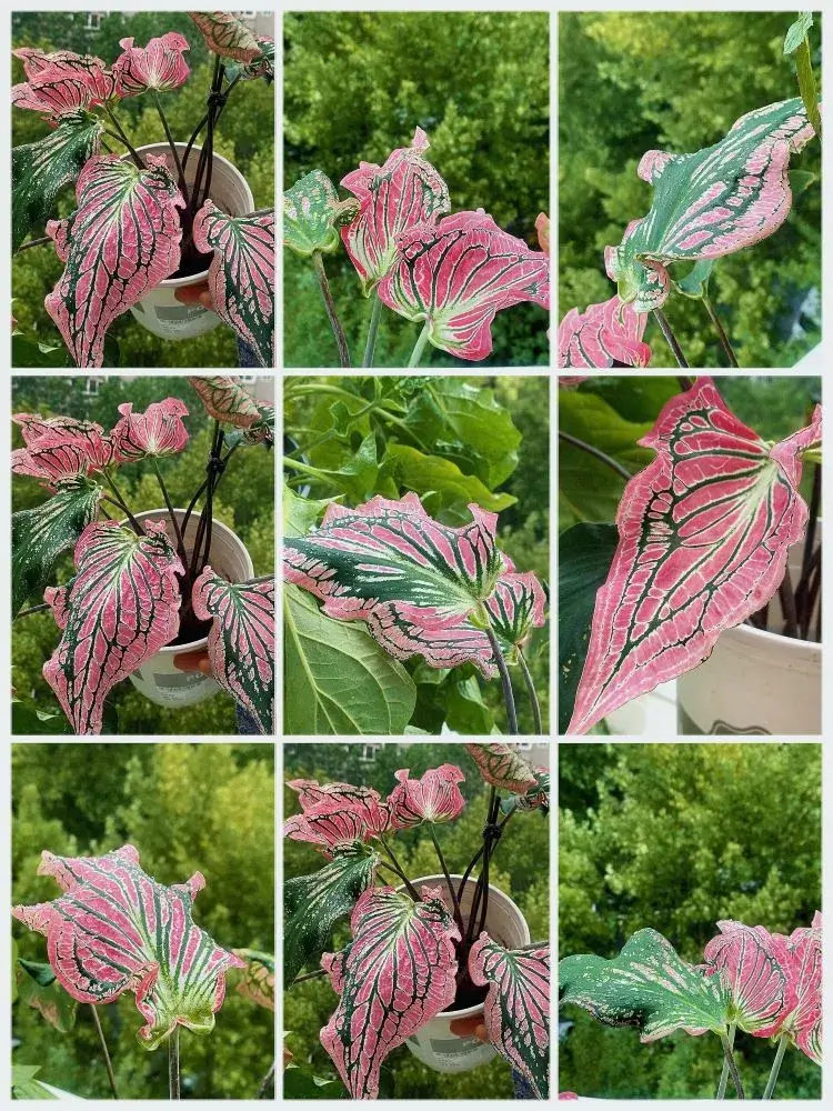 Pink Symphony Caladium Why New Leaves Start Green and Turn Pink