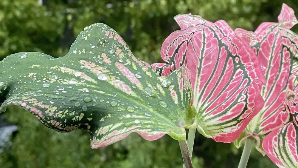 Pink Symphony Caladium Why New Leaves Start Green and Turn Pink