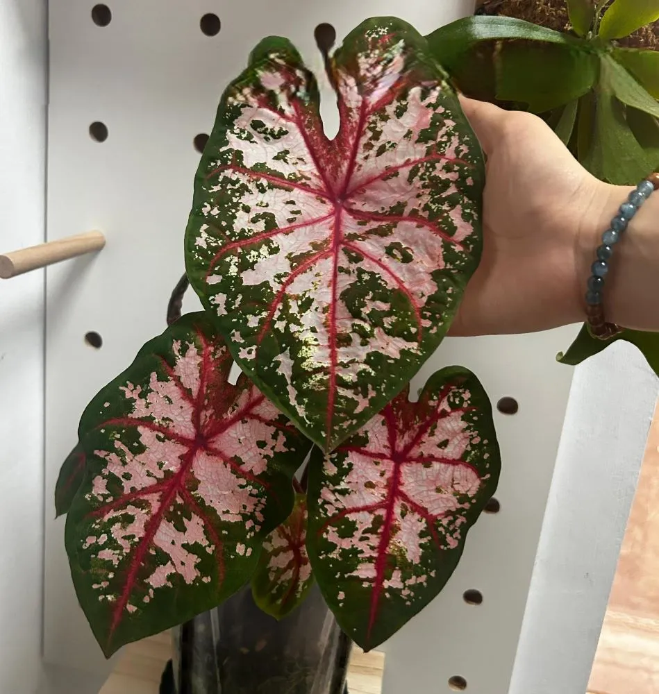 Large Carolyn Whorton leaf expanding within days in warm growing conditions