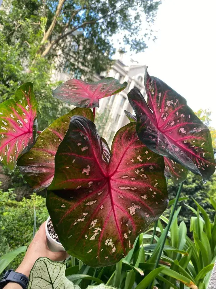 Red Flash Caladium: Why This Classic Variety Grows Huge Leaves 8 Red Flash caladium growing in a terracotta pot outdoors