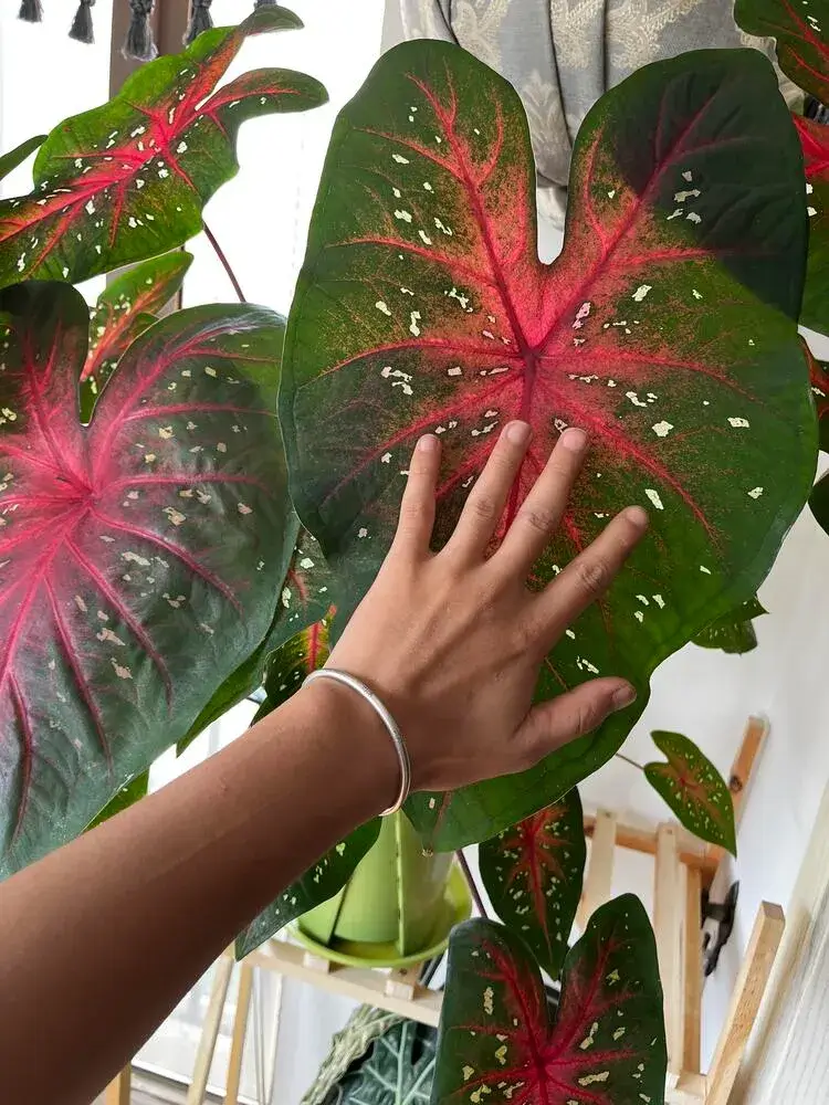 Red Flash Caladium: Why This Classic Variety Grows Huge Leaves 2 large Red Flash caladium leaf compared to a human hand showing its mature size