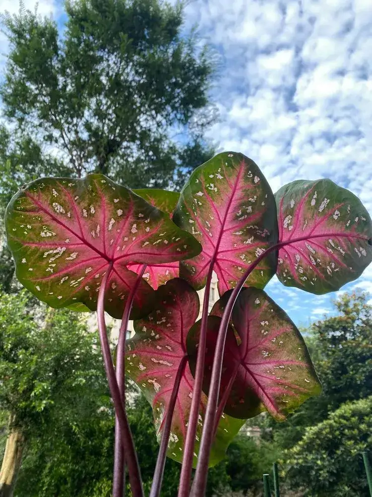 Red Flash Caladium: Why This Classic Variety Grows Huge Leaves 9 mature Red Flash caladium leaves against a bright sky