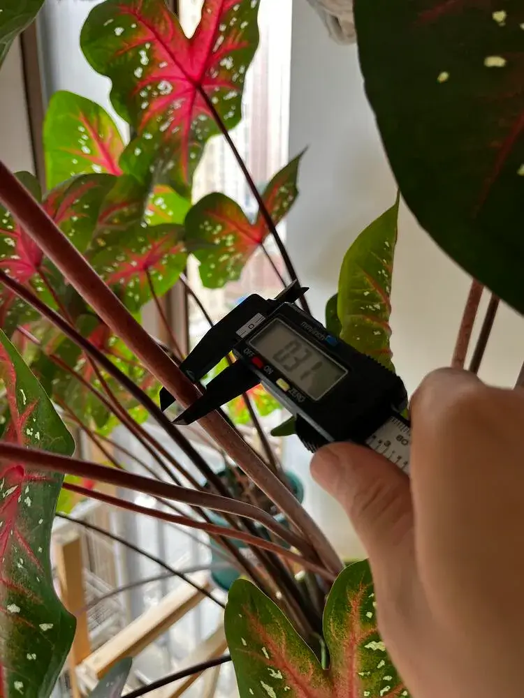 Red Flash Caladium: Why This Classic Variety Grows Huge Leaves 5 measuring Red Flash caladium petiole thickness with a digital caliper