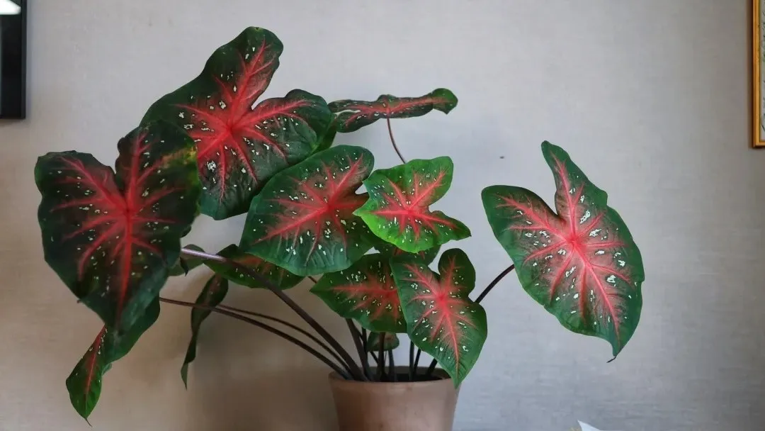 Red Flash Caladium Why This Classic Variety Grows Huge Leaves