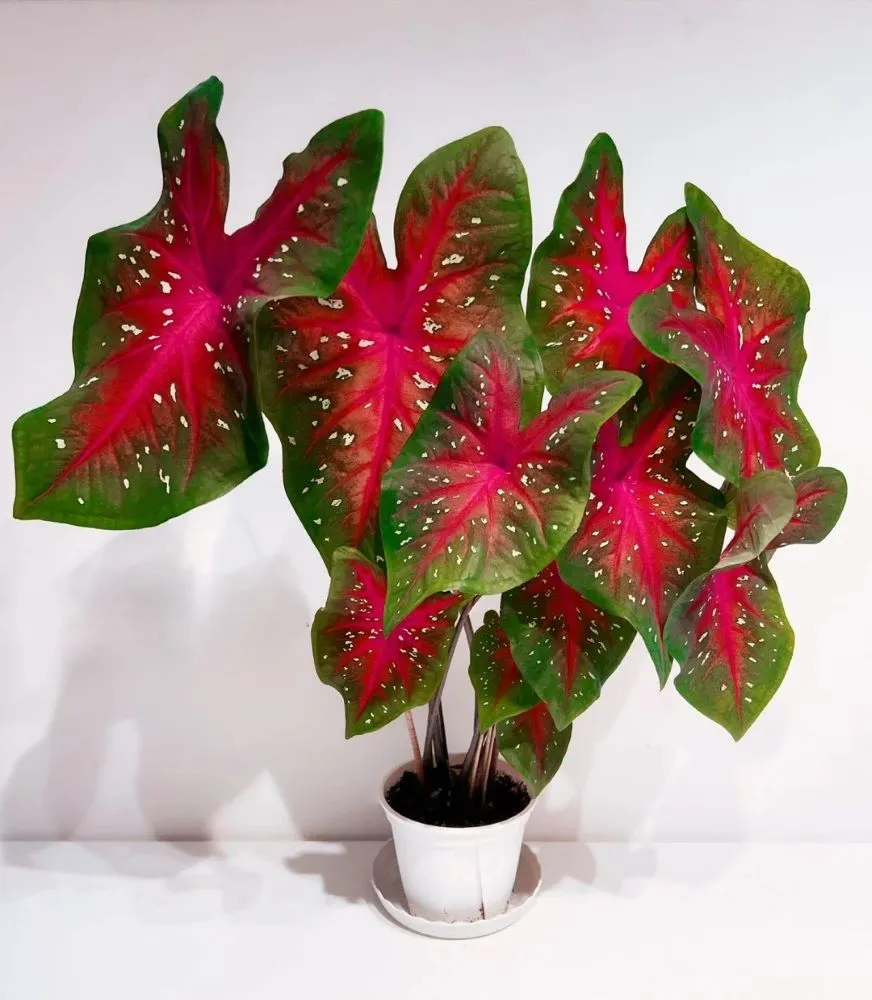 Red Flash Caladium: Why This Classic Variety Grows Huge Leaves 1 Red Flash Caladium Why This Classic Variety Grows Huge Leaves