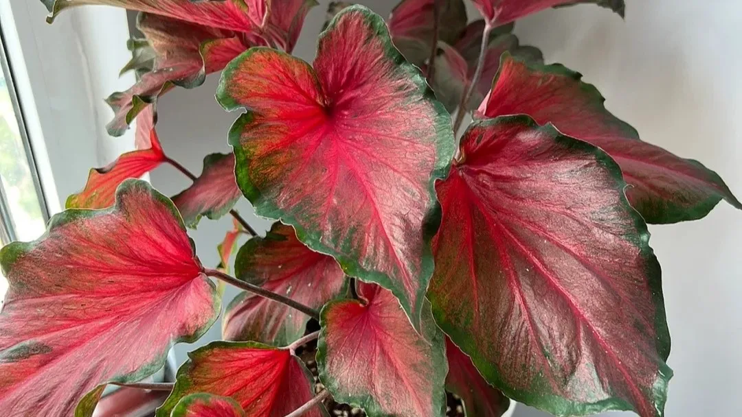 Red Ruffles Caladium A Compact Variety With Vintage Red Leaves