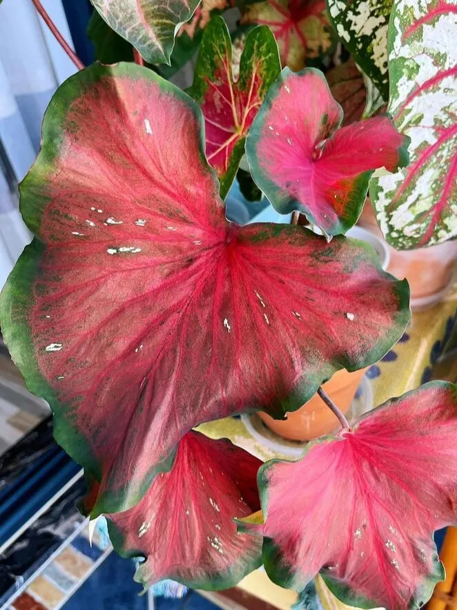close-up of Red Ruffles caladium leaf showing ruffled edges and red veins