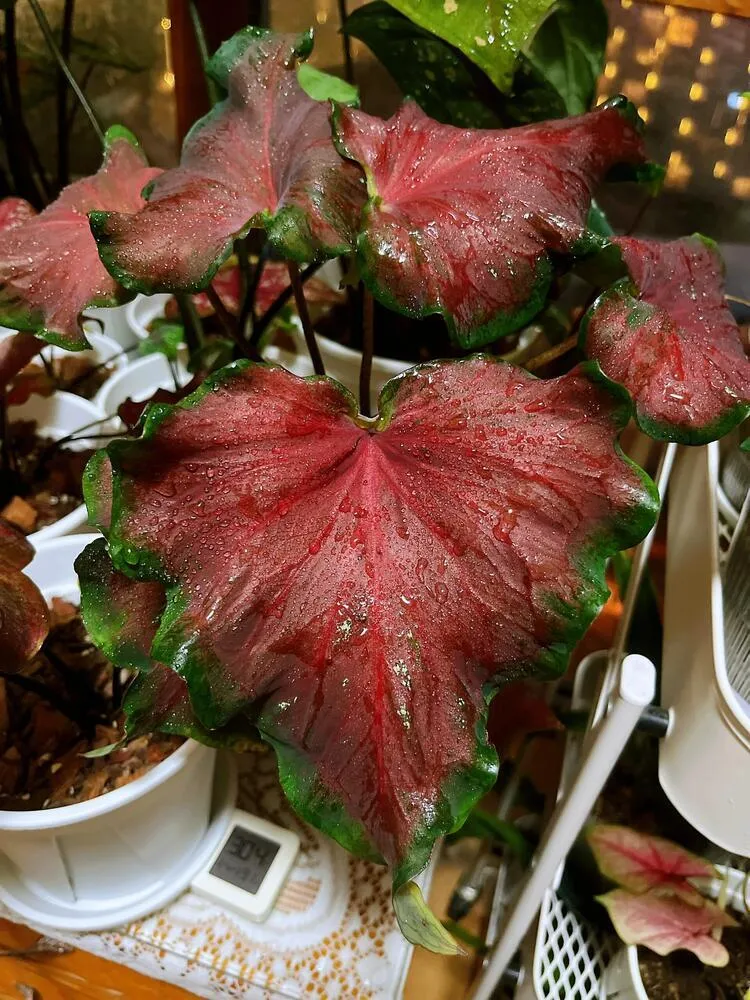 Red Ruffles caladium with deep vintage red leaves and green margins