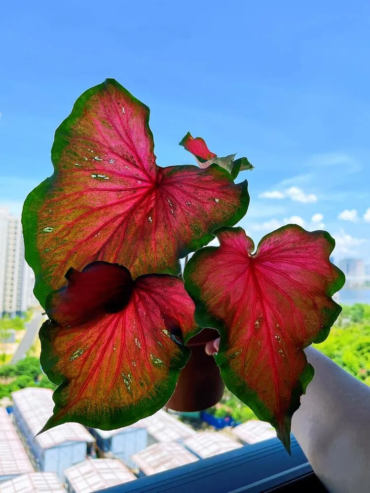 Red Ruffles caladium leaves showing color in bright window light