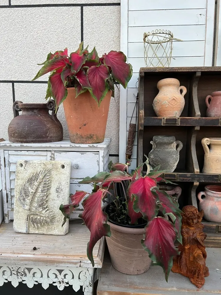 Red Ruffles caladium planted in outdoor pots with vintage garden decor