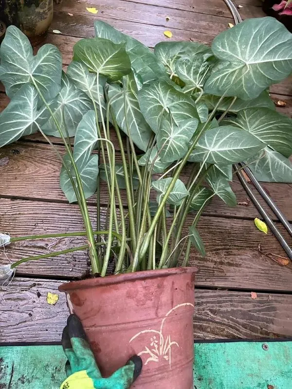 Repotted Into a 7 Gallon Container 1