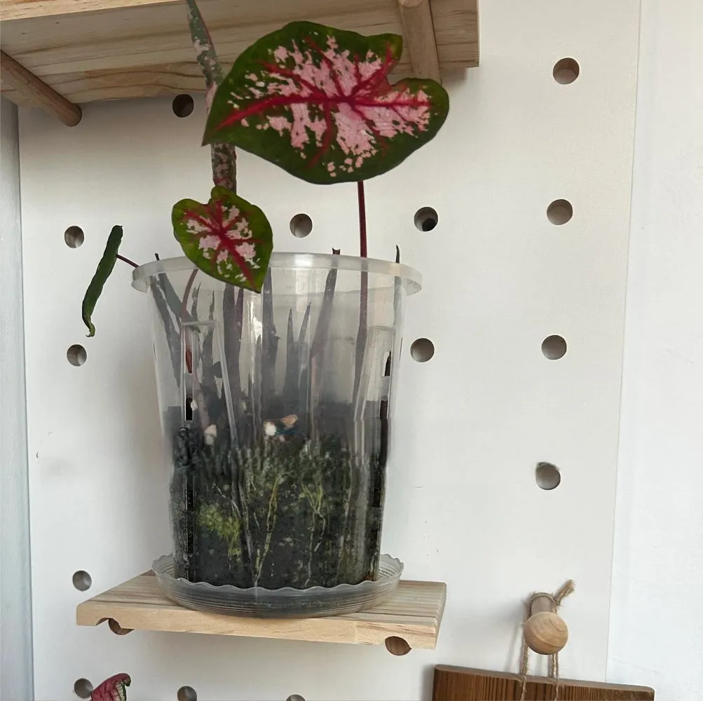 Carolyn Whorton caladium growing in a clear pot showing root development and soil moisture level