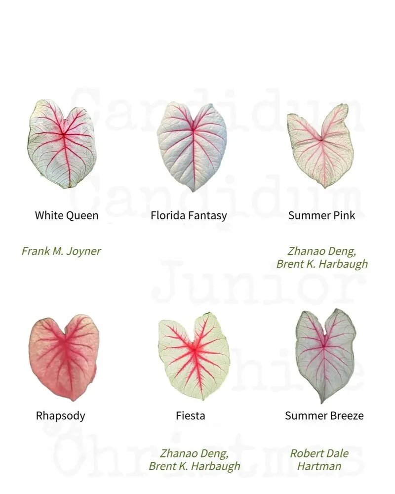 Comparison chart of White Queen, Florida Fantasy, Summer Pink, Rhapsody, Fiesta, and Summer Breeze in the Candidum-related caladium family