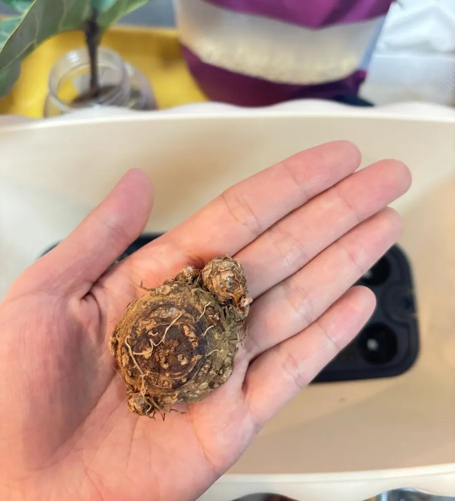 Small caladium bulb with a single visible bud point ready for planting