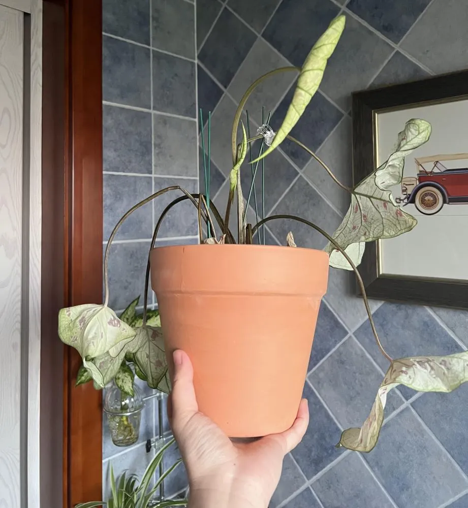 Strawberry Star After the Larger Terracotta Pot