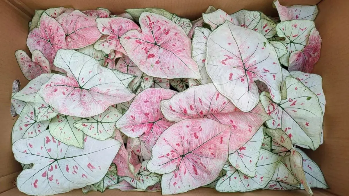 Strawberry Star Caladium A Beautiful Variety That Was Harder to Read Than I Expected