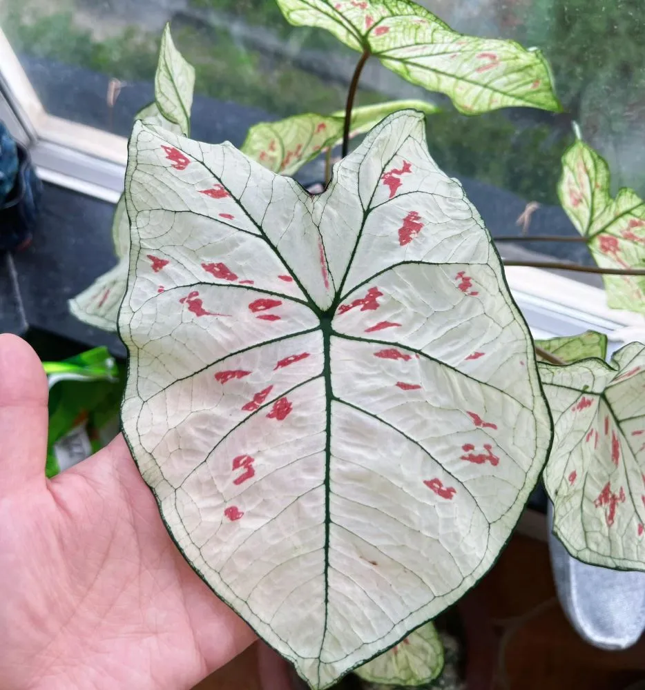 close-up of a Strawberry Star caladium leaf with a white surface, green veins, and scattered red markings