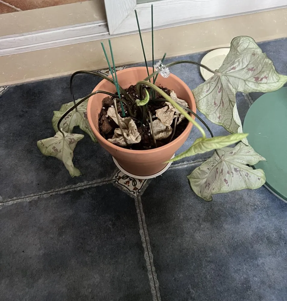 Strawberry Star at Its Worst Point