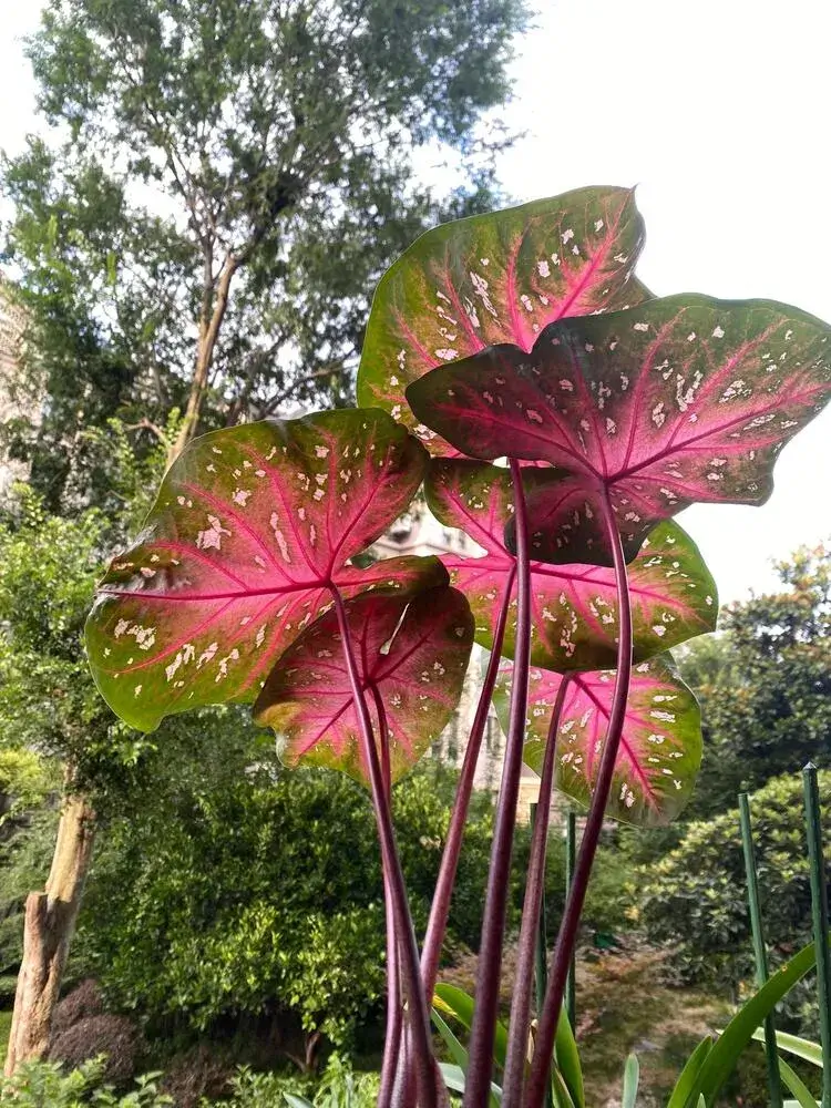 Red Flash Caladium: Why This Classic Variety Grows Huge Leaves 3 tall growing Red Flash caladium plant with long stems and large leaves outdoors