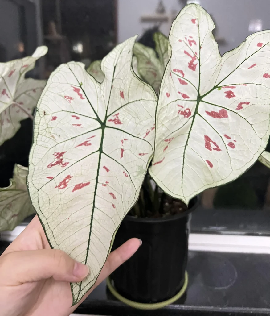 two Strawberry Star caladium leaves with white centers, green veins, and scattered red splashes