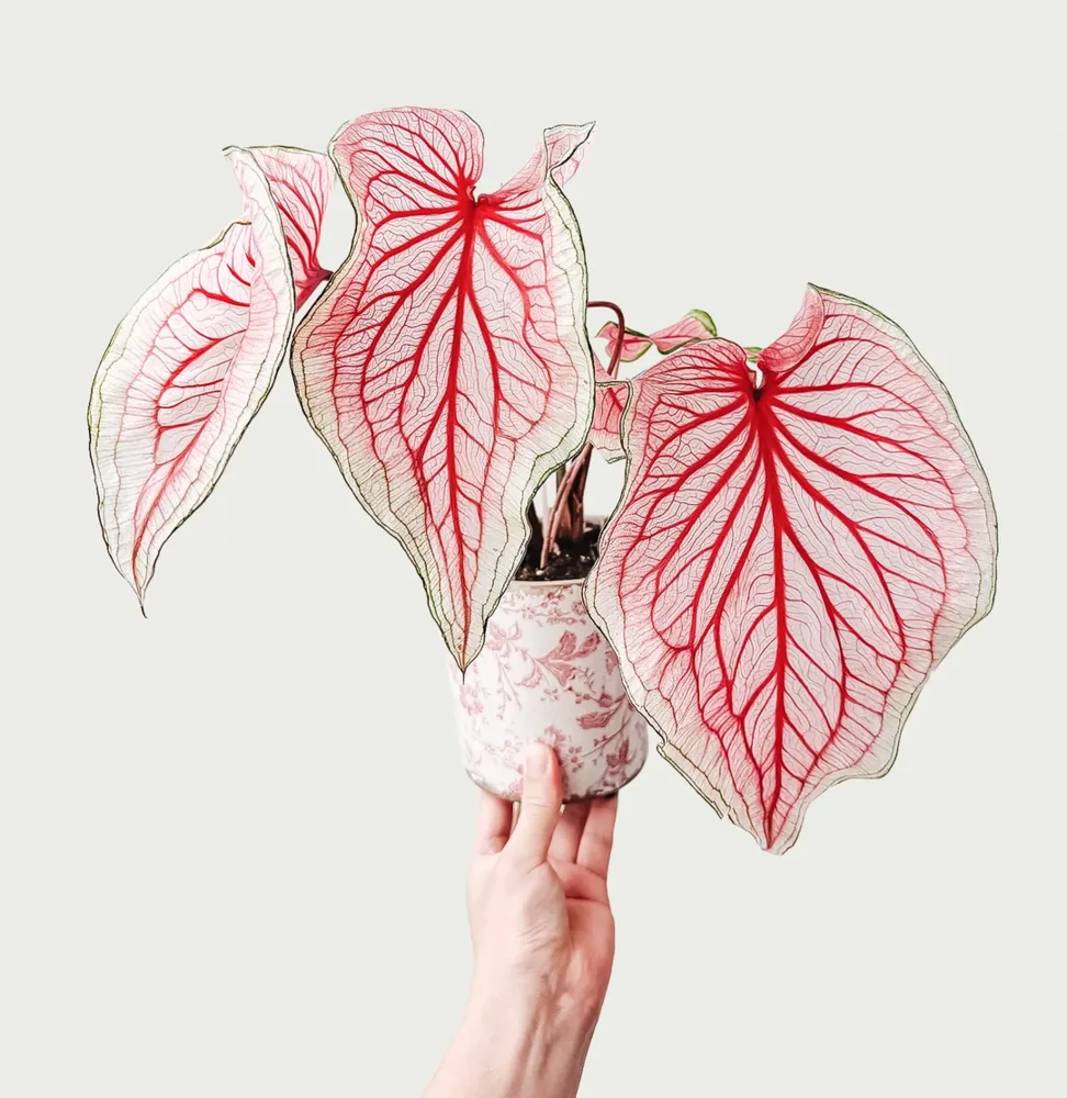 Florida Sweetheart caladium with soft pink center and bright red veins showing the typical leaf pattern