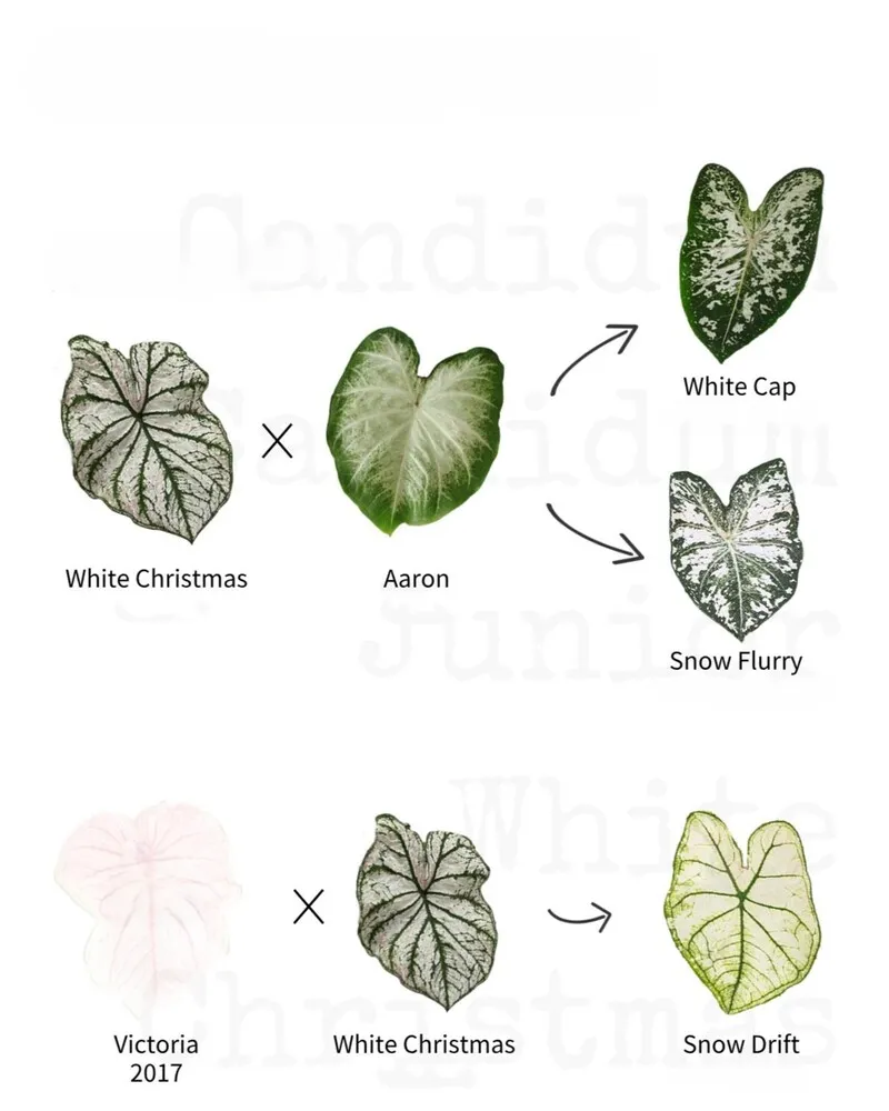 Candidum family breeding chart showing White Christmas, Aaron, White Cap, Snow Flurry, and Snow Drift