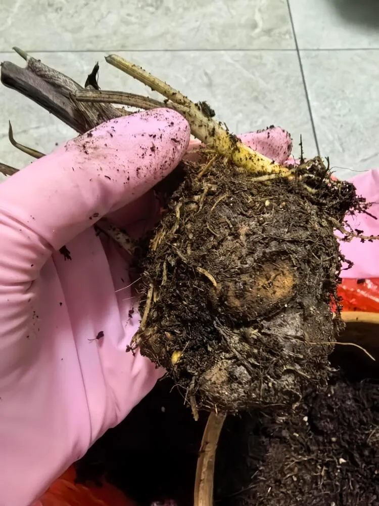 White Queen caladium bulb with very few roots after removing it from the soil