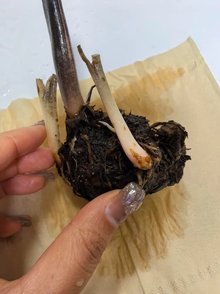 White Queen caladium bulb showing very few remaining roots after root loss