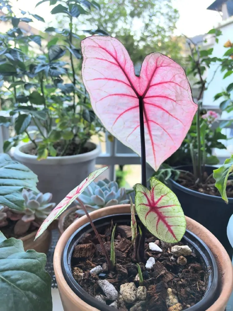 White Queen caladium bulb replanted in soil with small new shoots appearing