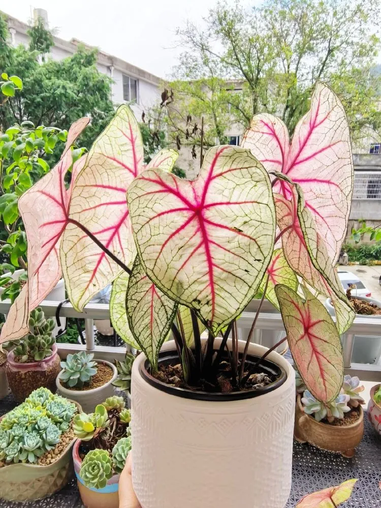 White Queen Caladium Fully Recovered With Healthy Leaves