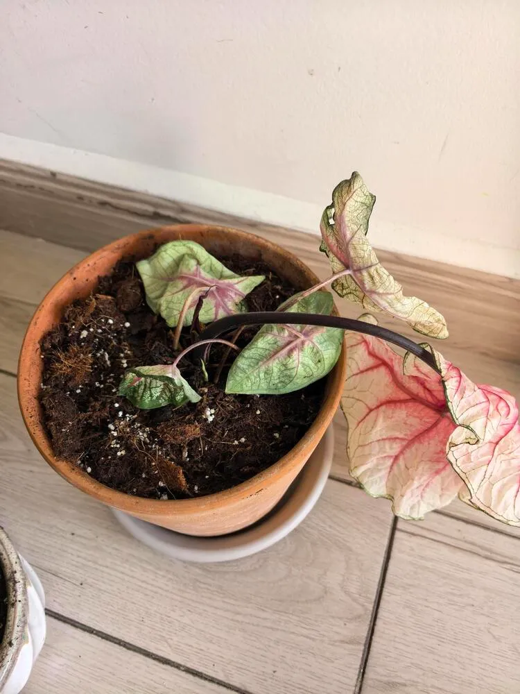 White Queen caladium with severely drooping leaves before checking the bulb and roots
