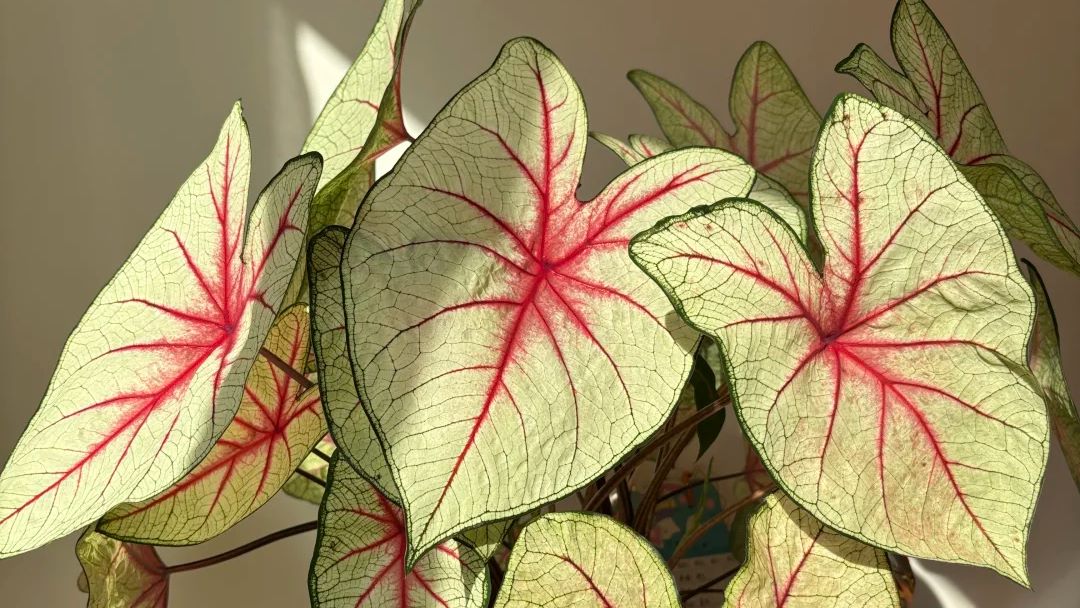 White Queen Caladium My Plant Lost All Its Roots — But Came Back to Life