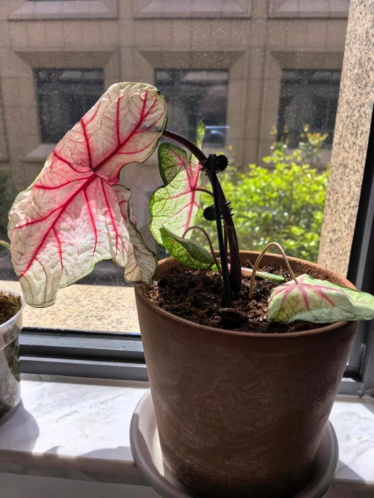 White Queen caladium showing drooping leaves and weak growth after being brought home