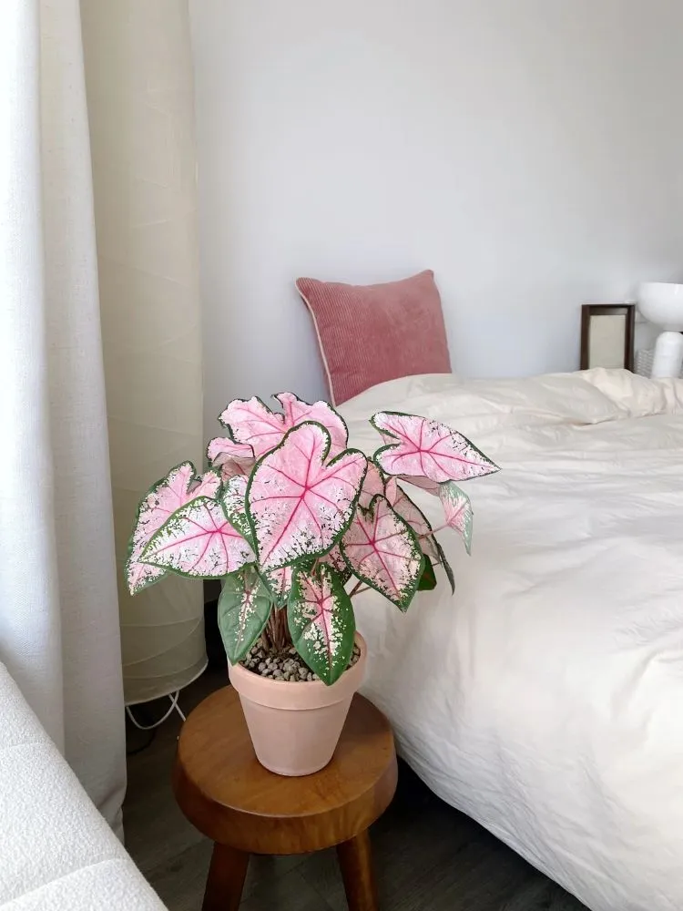 Why I Think Carolyn Whorton Is One of the Easiest Caladiums