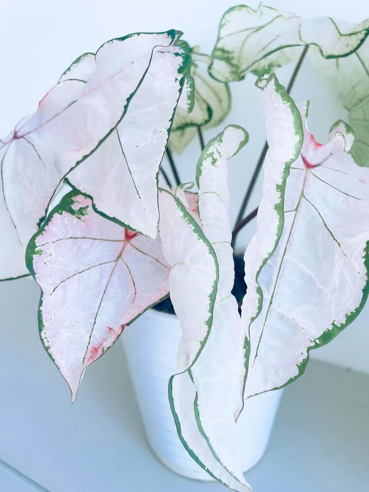 Pink Splash Caladium: Why It Grew So Fast and Turned Pinker Over Time 9 mature Pink Splash caladium with pale pink leaves and thin green edges in a white pot