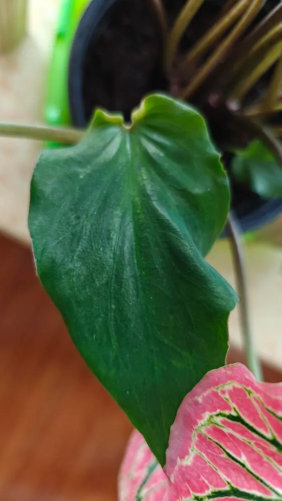 Pink Symphony caladium expanding leaf showing deep green color before pink develops