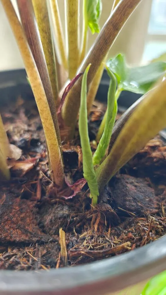 young Pink Symphony caladium leaf starting to unfold from a rolled shoot