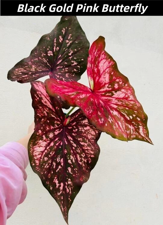 Black Gold Pink Butterfly Red and Black Caladium
